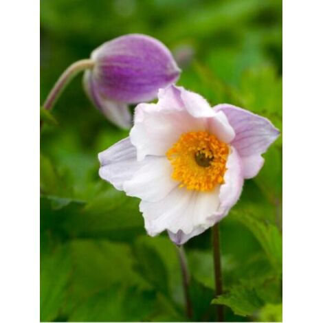 Anémone du Japon 'Ruffled swan' Godet de 8/9 cm