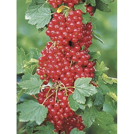 Groseillier 'Delbard Giganta Bosron' Pot de 2L/3L