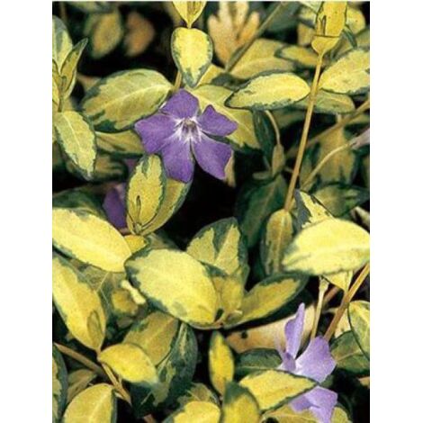 Petite pervenche 'Illumination' Godet de 8/9 cm (1/2)