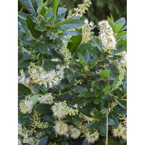 Clethre nain 'Hummingbird' Pot de 3L/4L (1/3)