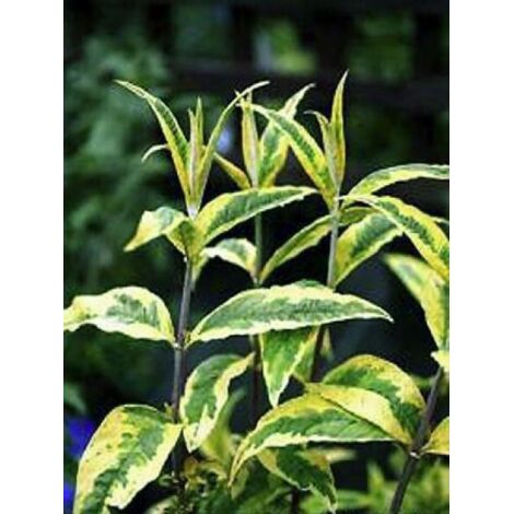 Arbre aux papillons 'Santana'® Pot de 2L/3L (1/3)