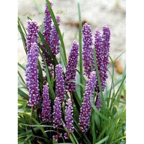 Liriope muscari Godet de 8/9 cm (1/5)