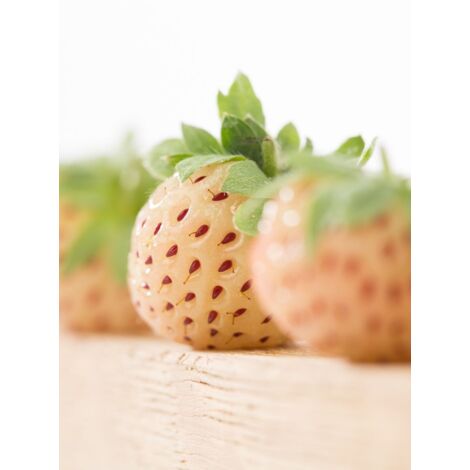 Fraisier du Chili 'Pineberry' Godet de 8/9 cm