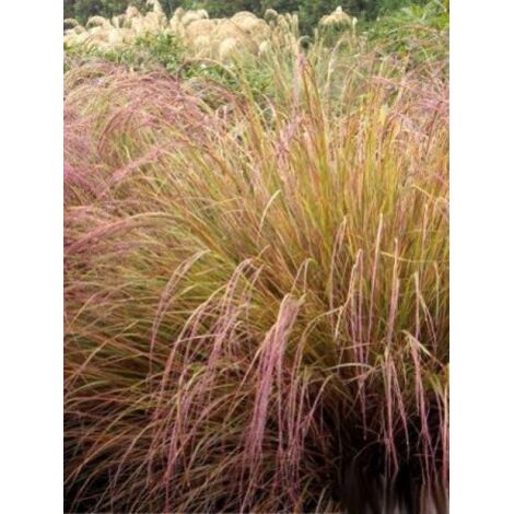 Stipa arundinacea Pot de 2L/3L