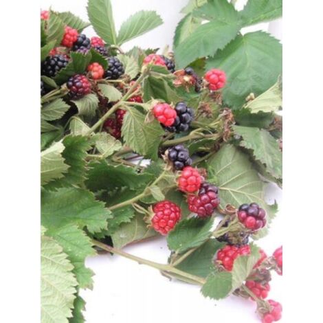 Mûrier 'Triple Crown' Pot de 1,5L/2L, Touffe (1/3)