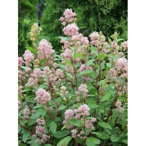 Céanothe caduc 'Marie Simon' Pot de 2L/3L (1/4)