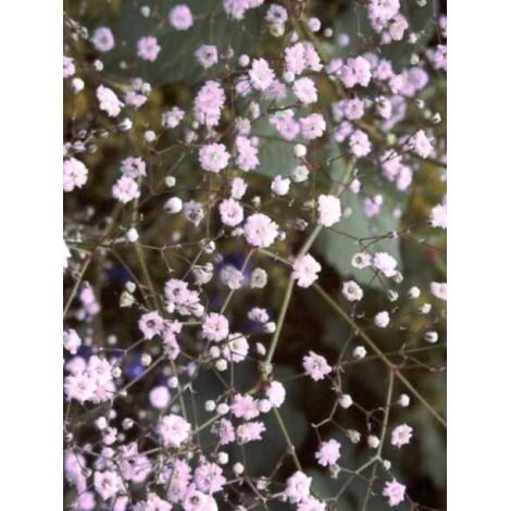 Gypsophile 'Rosenschleier' Godet de 8/9 cm