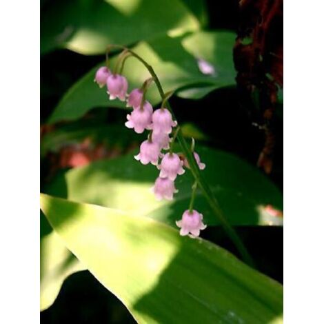 Muguet rose 'Rosea' Godet de 8/9 cm