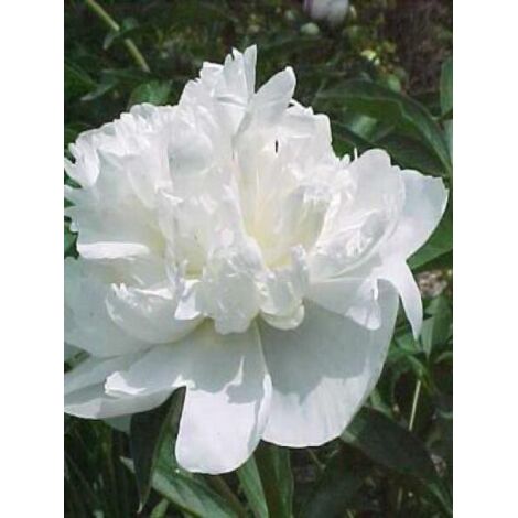 Pivoine de Chine 'Duchesse de Nemours' Pot de 3L/4L