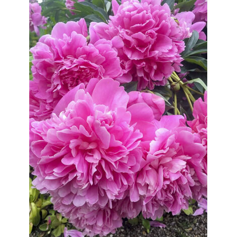 Pivoine de Chine 'Edulis Superba' Pot de 3L/4L