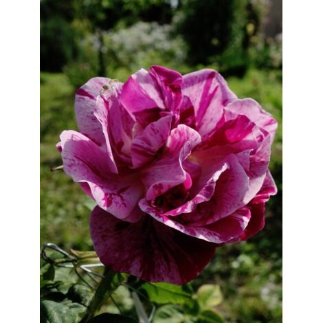 Rosier ancien hybride remontant 'Ferdinand Pichard' Pot de 4L/5L (1/4)