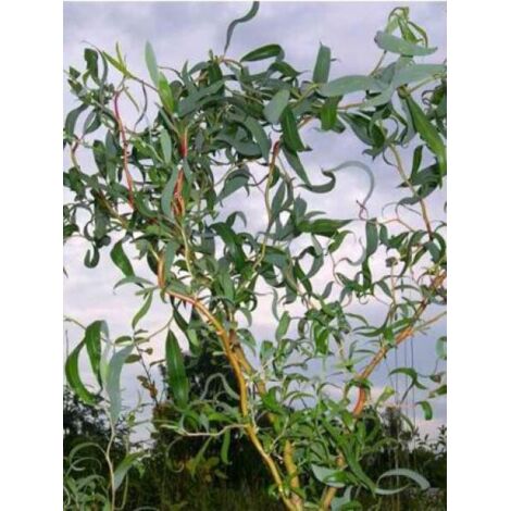 Saule tortueux 60/80 cm – Pot de 3L/4L – Feuillage caduc – Résistant jusqu'à -15°C – Pour sols frais et ensoleillés