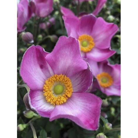 Anémone du Japon 'Fantasy Jasmine' Godet de 8/9 cm