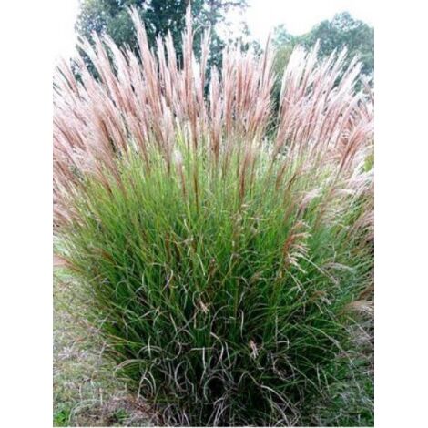 Eulalie, Roseau de Chine 'Gracillimus' Pot de 2L/3L