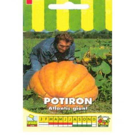 Potiron 'Atlantic Giant' le sachet de 10 graines (3g) (1/2)