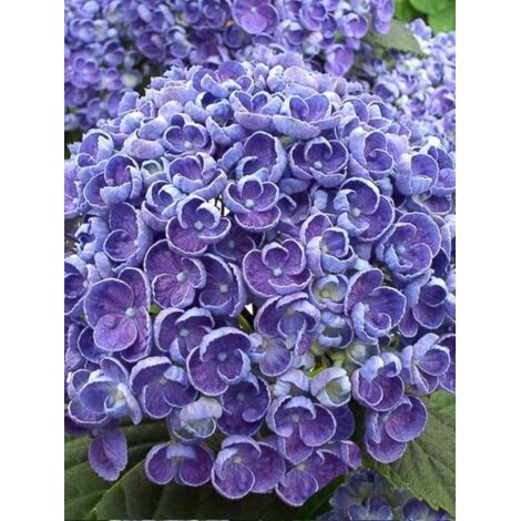 Hortensia 'Hovaria Hopcorn' Pot de 4L/5L