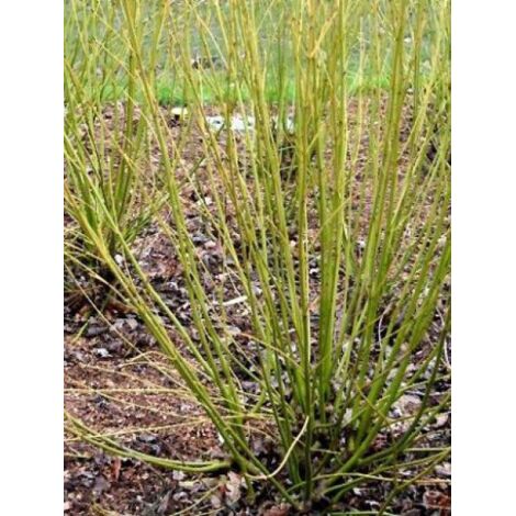 Cornouiller stolonifère 'Budds Yellow' Pot de 3L/4L (1/4)