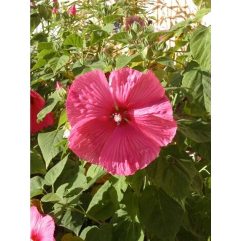 Althée, Ketmie, Rose de Chine Planet® 'Griotte' Tangri Pot de 3L/4L (1/2)