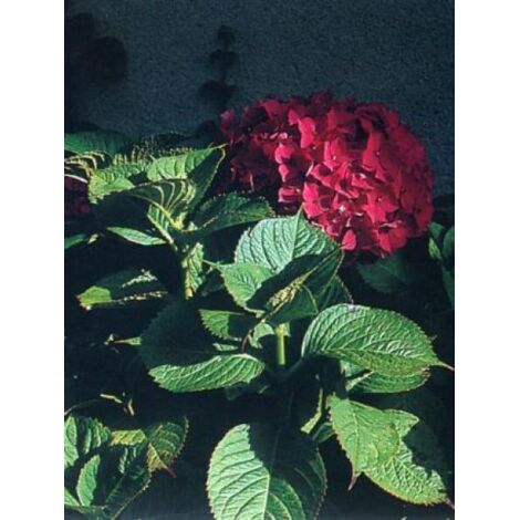 Hortensia 'Leuchtfeuer' Pot de 2L/3L (1/5)