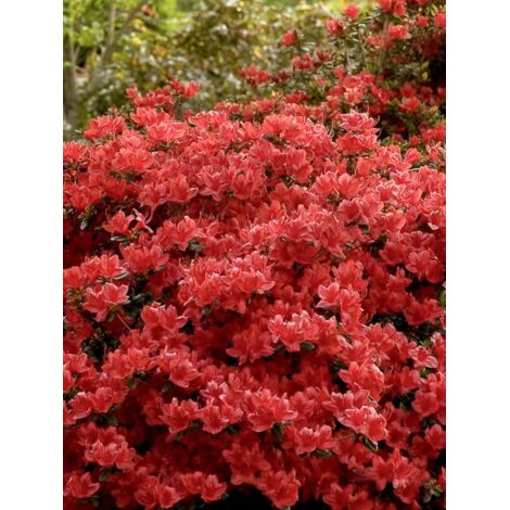 Azalée japonaise 'Girard's scarlet' Pot de 2L/3L