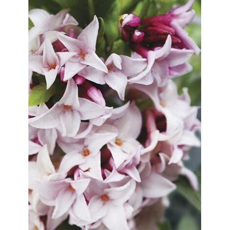 Bois-joli 'Spring Beauty ' Pot de 3L/4L (1/3)