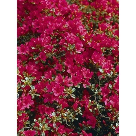 Azalée japonaise 'Hino Crimson' Pot de 2L/3L (1/4)