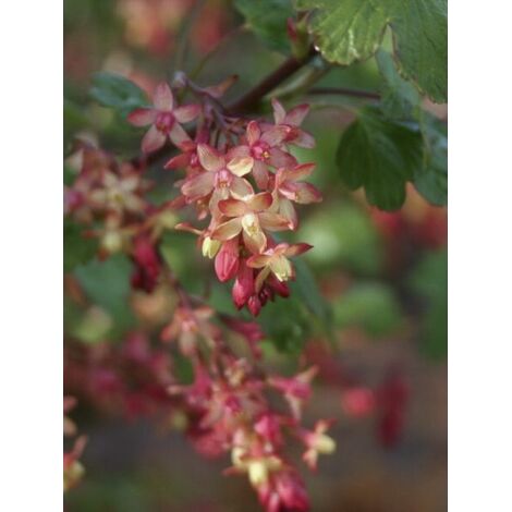 Groseillier de Gordon Pot de 3L/4L (1/4)