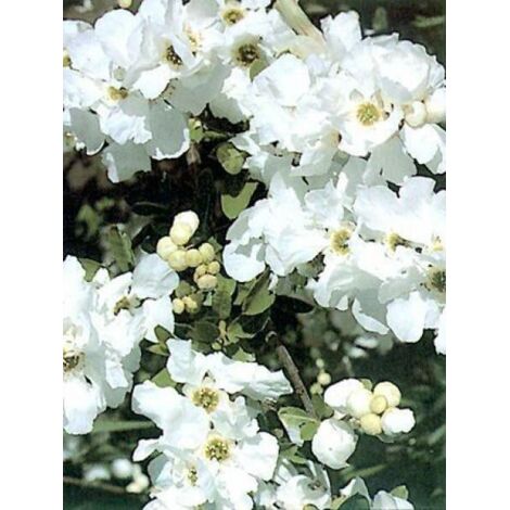 Exochorda x macrantha 'The Bride' Pot de 2L/3L