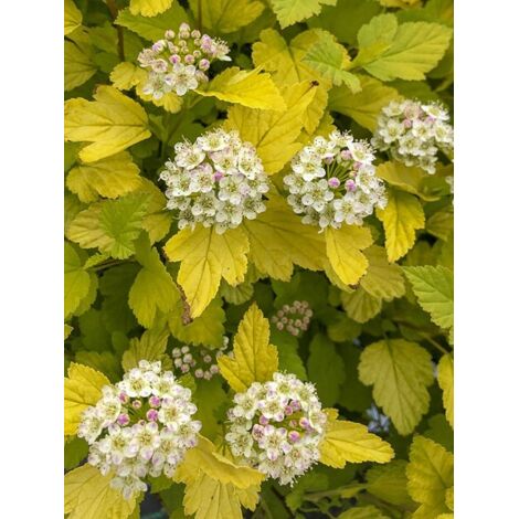 Physocarpe à feuilles d'Obier 'Tiny Wine Gold ' Pot de 2L/3L (1/5)