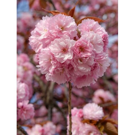 Cerisier du Japon 'Kanzan' Pot de 7,5L/10L