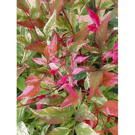 Bambou sacré 'Red Light' Pot de 3L/4L (1/2)