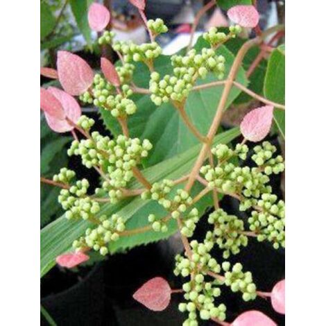 Schizophragma hydrangeoïdes 'Rosea' Pot de 2L/3L (1/3)