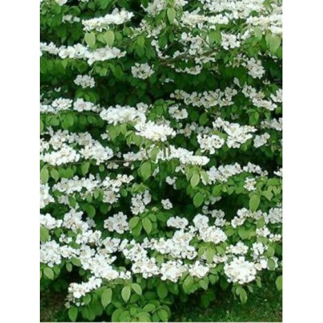 Viorne de Chine 'Mariesii' Pot de 12L/15L