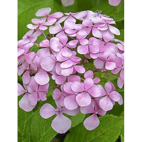 Hortensia 'Yamato' Pot de 2L/3L (1/2)