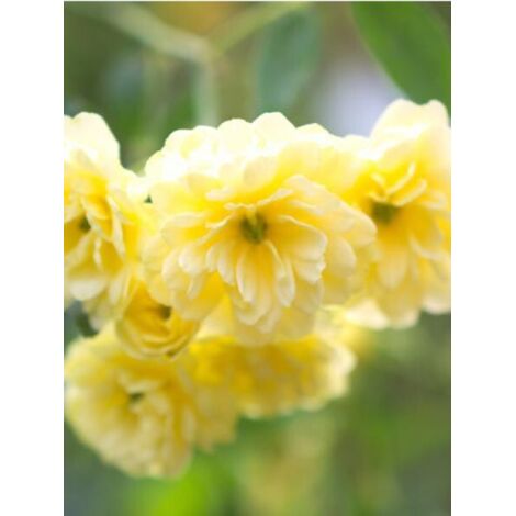 Rosier de Banks 'Lutea' Pot de 2L/3L, Sur propres racines (non greffé) (1/2)