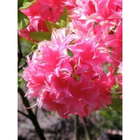 Azalée caduque knaphill 'Homebush' Pot de 4L/5L (1/3)