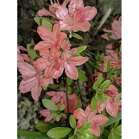 Azalée japonaise 'Blaauws Pink' Pot de 2L/3L