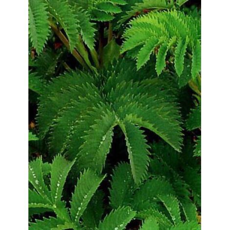 Melianthus major Pot de 3L/4L (1/3)