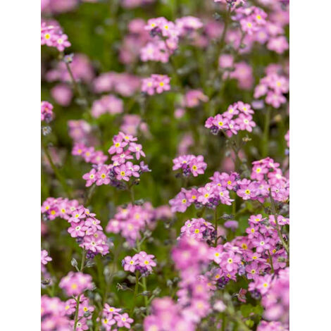 Myosotis 'Rose' le sachet de 700 graines (0,5g) (1/2)
