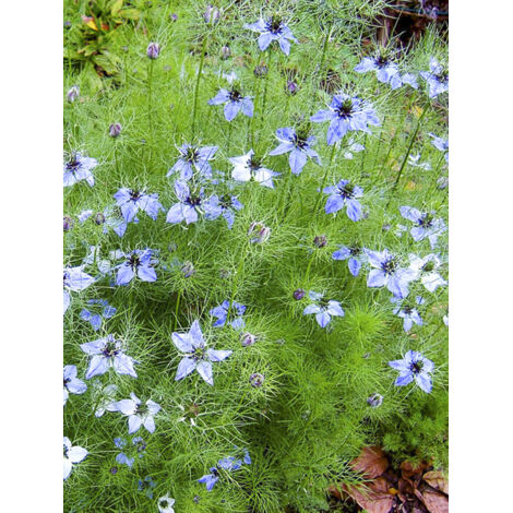 Nigelle 'Miss Jekyll Blue' le sachet de 600 graines (2g)
