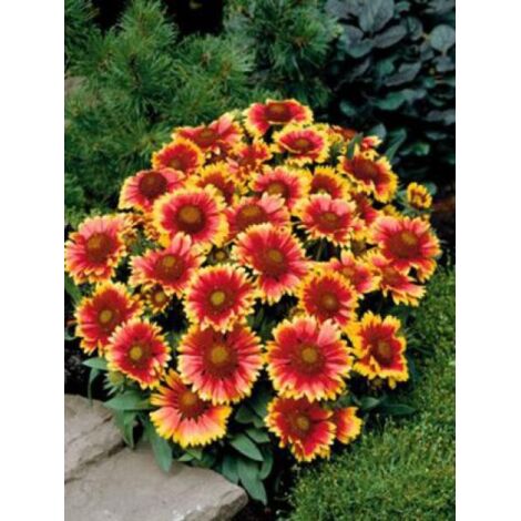 Gaillarde vivace 'Arizona Sun' le sachet de 25 graines
