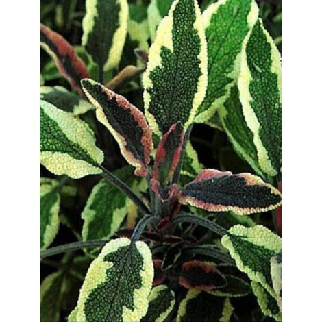 Sauge officinale 'Tricolor' Godet de 7/8 cm