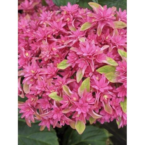 Hortensia 'Princess Diana' Pot de 1,5L/2L