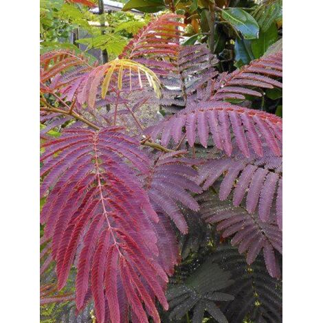 Arbre de soie 'Evey's Pride' – Feuillage caduc pourpre – Fleurs roses duveteuses – Hauteur à maturité 400 cm – Pot de 4L/5L