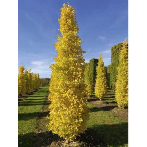Arbre aux 40 écus 'Fastigiata Blagon' Pot de 1,5L/2L