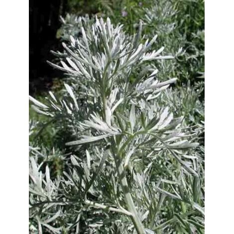 Absinthe Godet de 8/9 cm (1/5)