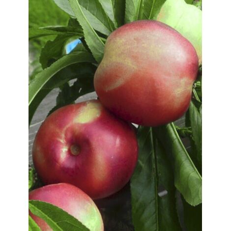 Nectarinier nain 'Snow Baby' Pot de 7,5L/10L, Nain, Tige de 40 cm