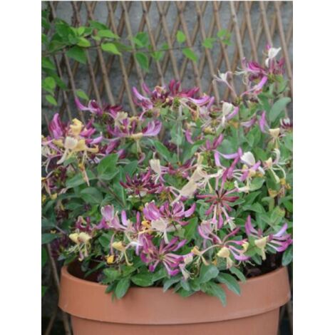 Chèvrefeuille 'Chic & choc® 'inov205' ' Pot de 2L/3L (1/2)