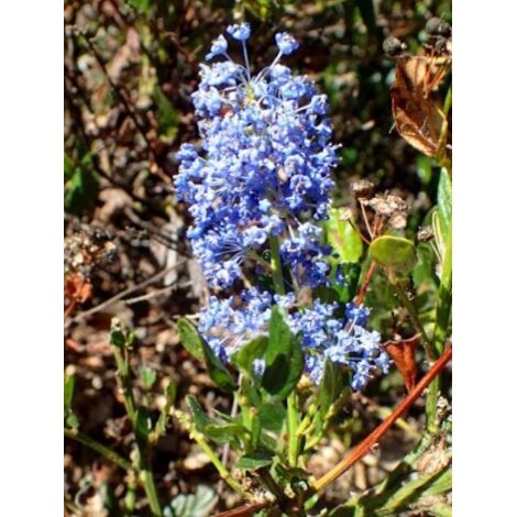 Céanothe, Lilas de Californie 'Skylark' Pot de 4L/5L (1/2)