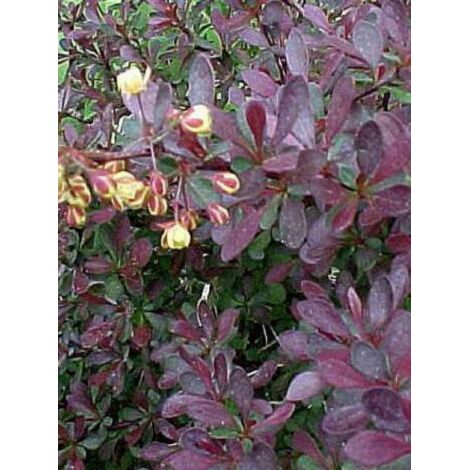 Épine-vinette de Thunberg 'Atropurpurea Nana' Pot de 2L/3L (1/5)